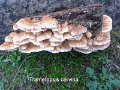 Trametopsis cervina-amf1427